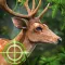 Deer Hunting Games