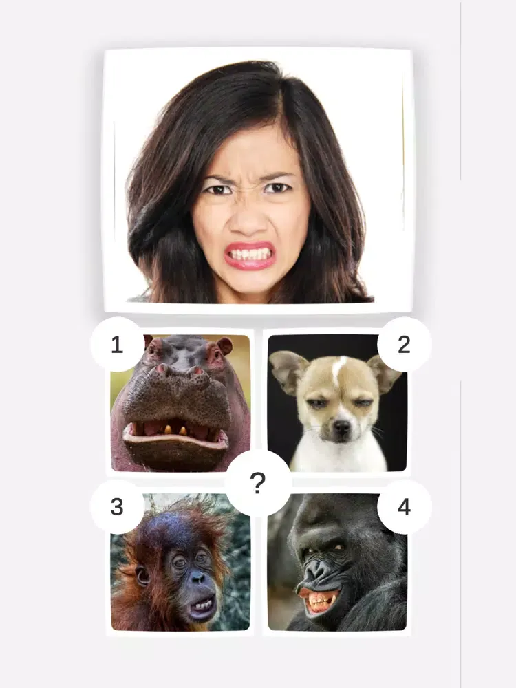 Funny Animals Mimics iPad  スクリーンショット