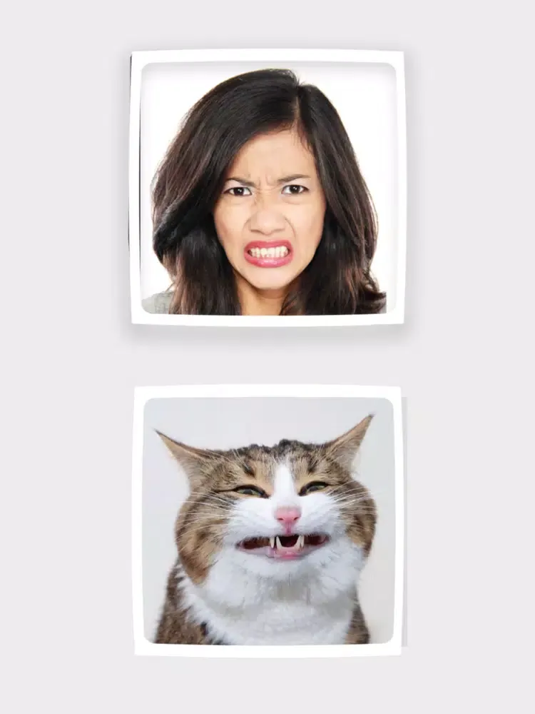 Funny Animals Mimics iPad  スクリーンショット
