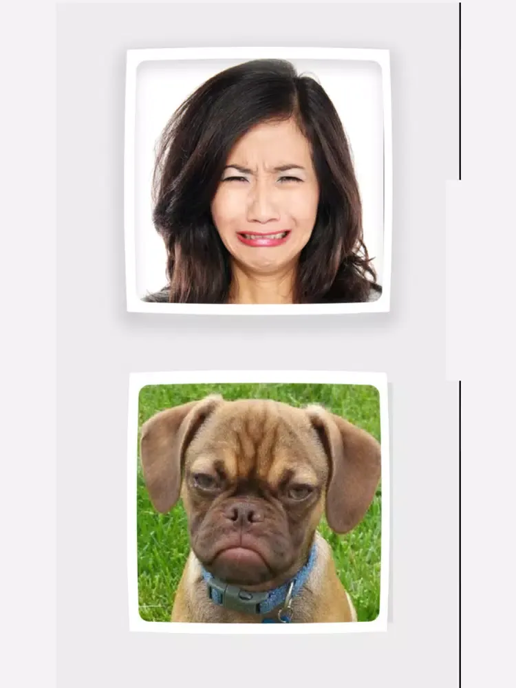 Funny Animals Mimics iPad  スクリーンショット
