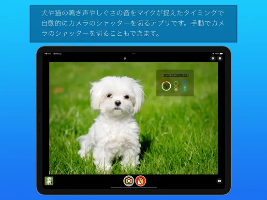 わんにゃんカメラ iPad  Screenshots