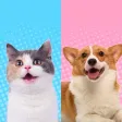 Pet Simulator-Cat Translator