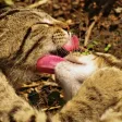 Animals fluffy, beautiful, lovely