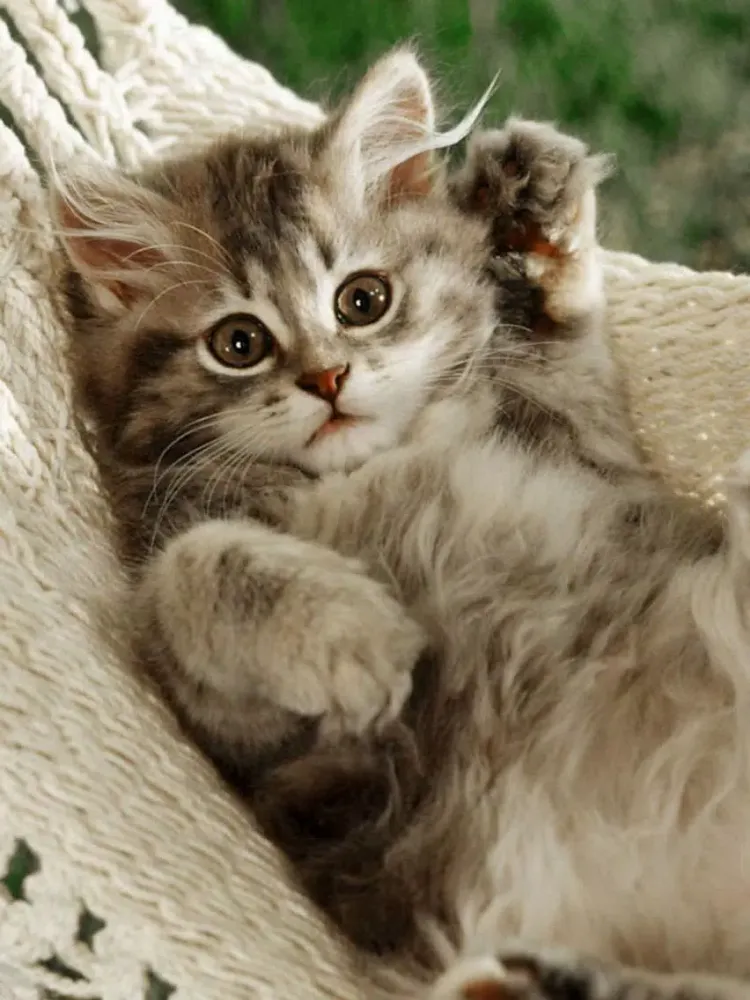 Screenshot di Animals fluffy, beautiful, lovely iPad 