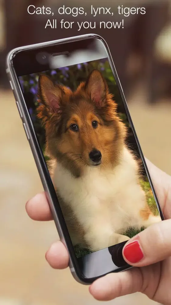 Screenshot di Animals fluffy, beautiful, lovely