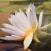 The Lifeforce Reiki & Holistic