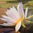 The Lifeforce Reiki & Holistic The Lifeforce Reiki & Holistic