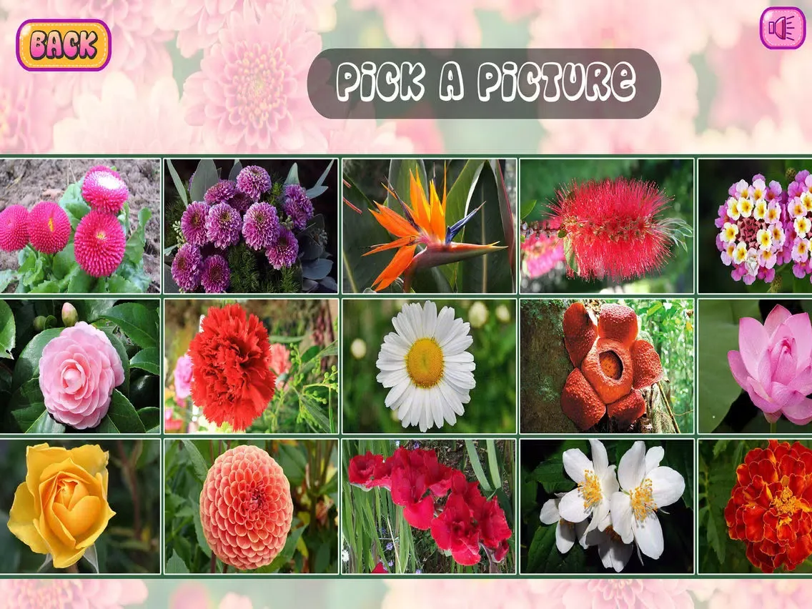 Puzzles of Flowers iPad 应用截图