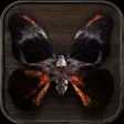 Reckless by Cornelia Funke