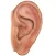 Auriculo