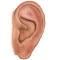 Auriculo