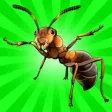 Ant Queen: Board game Online Ant Queen: Board game Online