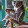 Aussie Meme Stickers