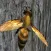 Bee Nest Simulator Full