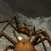Spider Colony Simulator
