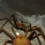 Spider Nest Simulator - insect