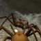 Spider Nest Simulator - insect