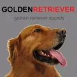 Golden Retriever Sounds for Dogs Golden Retriever Sounds for Dogs
