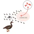 Greylag Goose Hunting Diagram Builder for Goose Hunting Greylag Goose Hunting Diagram Builder for Goose Hunting