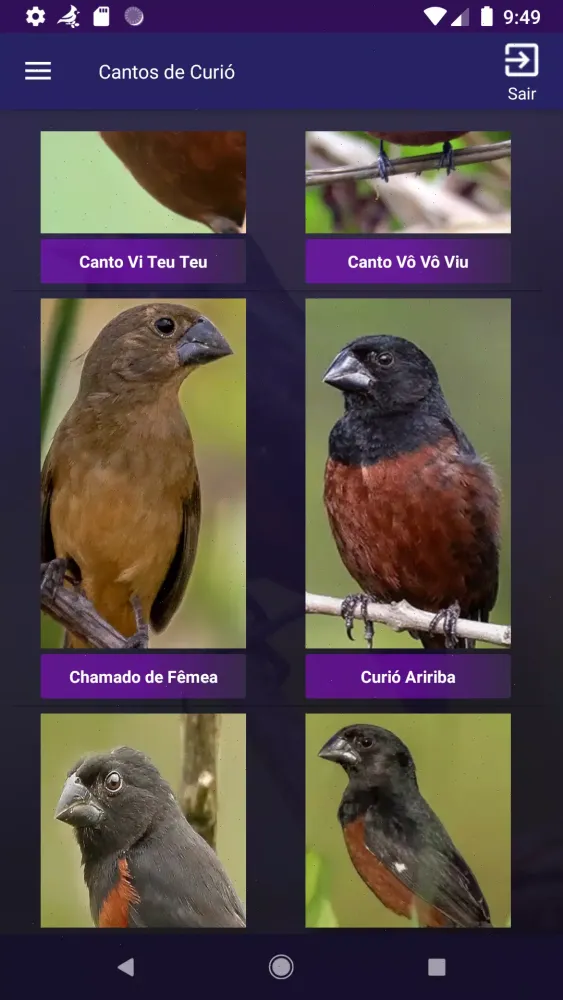 Cantos de Curió Screenshots
