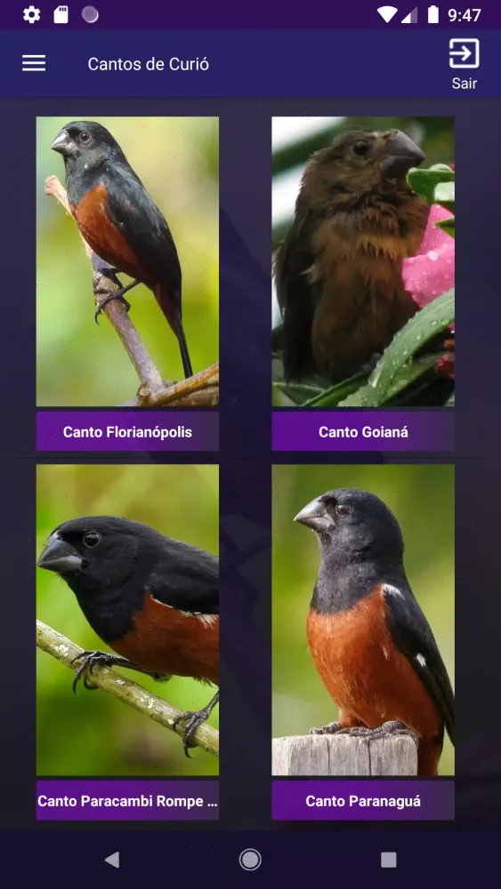 Cantos de Curió Screenshots