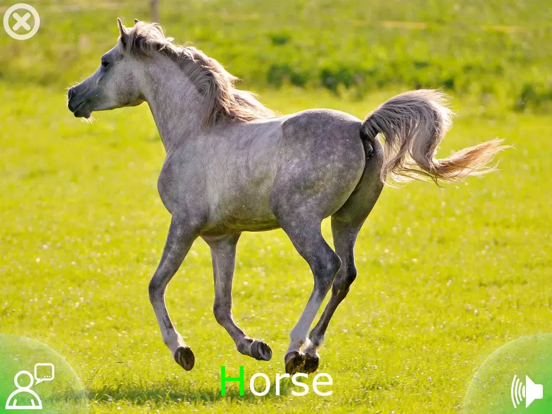 تصاویر Animal Sounds & Pictures Zoo - learning game for kids, toddlers and babies iPad 