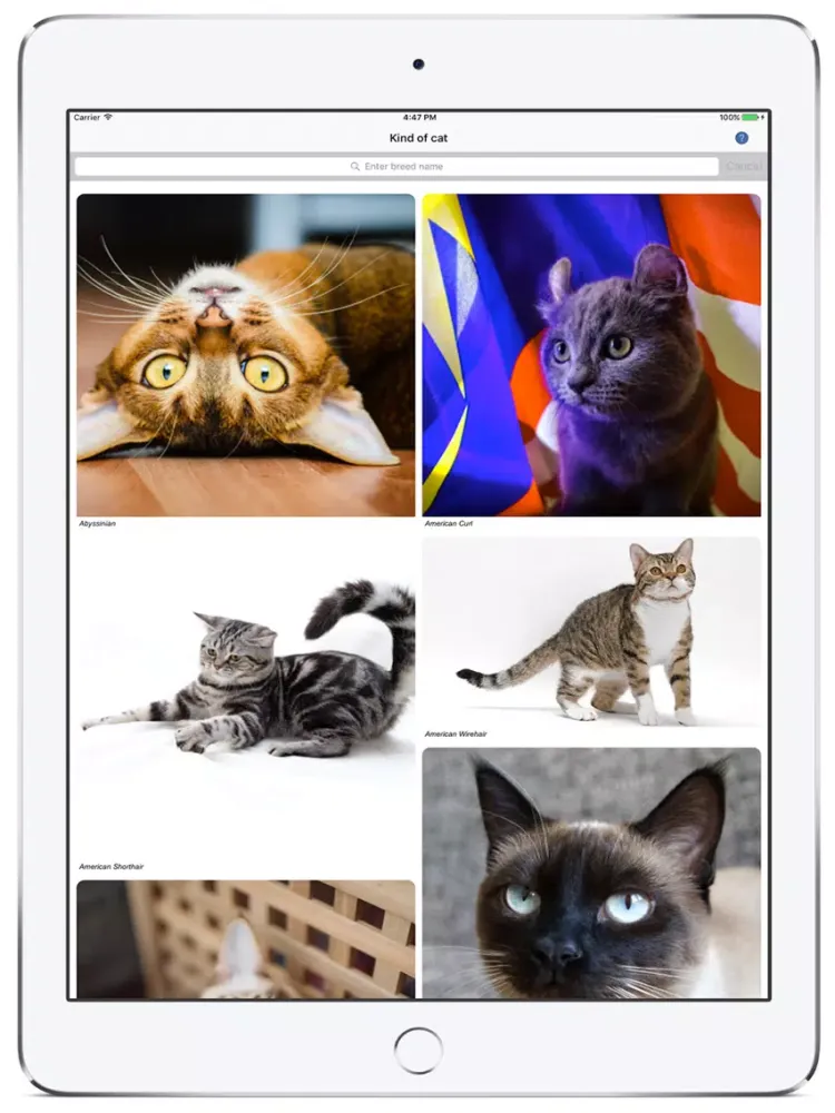 Cat Finding iPad 应用截图