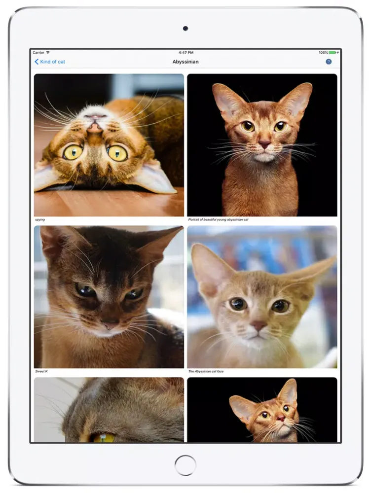 Cat Finding iPad 应用截图