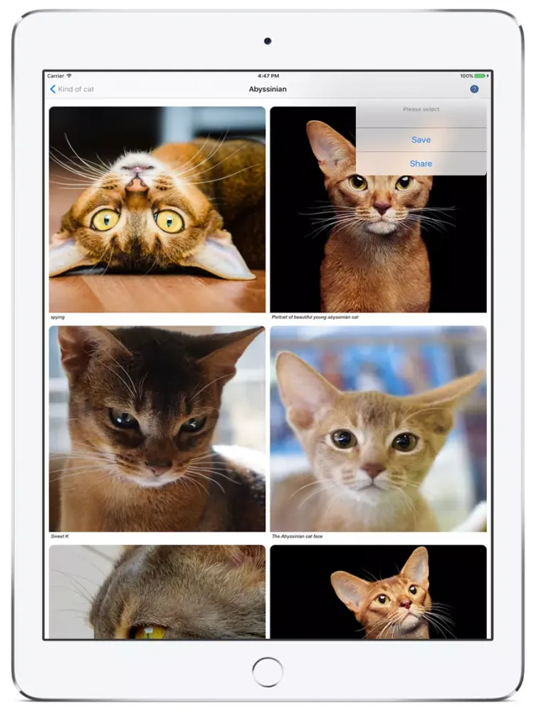 Cat Finding iPad 应用截图