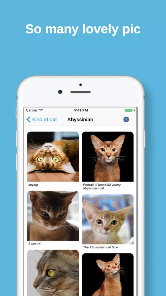 Cat Finding应用截图