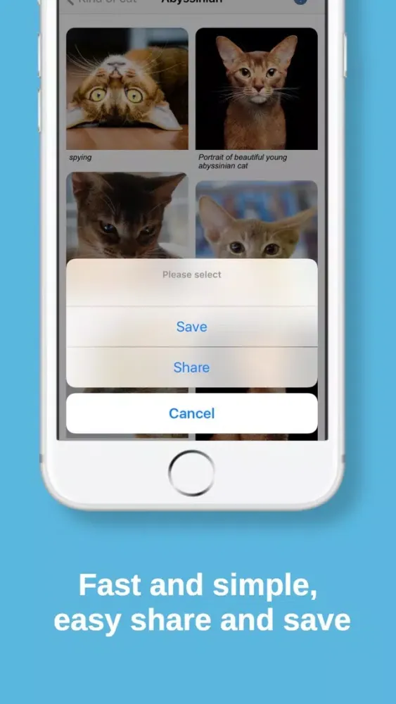Cat Finding应用截图