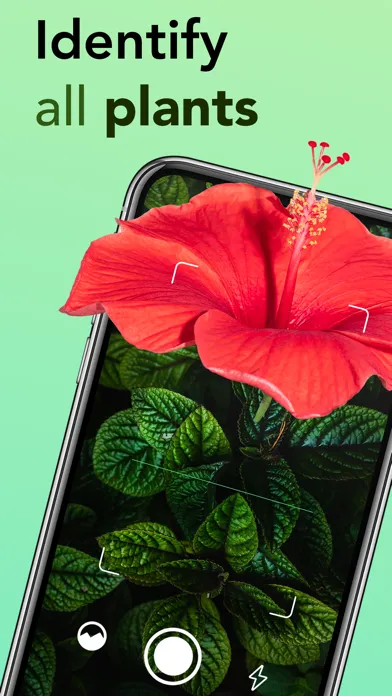 Tangkapan layar Plant identifier: Plant ID app