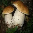 Guida ai Funghi Guida ai Funghi