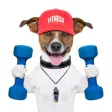 Fitness Tracker - Calculate your Jumps, Steps, Squatting etc
