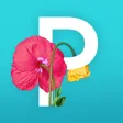 Picolla - Be Bohemian Picolla - Be Bohemian