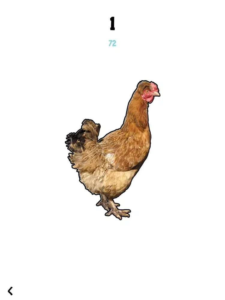 Screenshot di Hold the Chicken iPad 