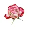 Roses and Flowers - Flower Art - Love, Friendship