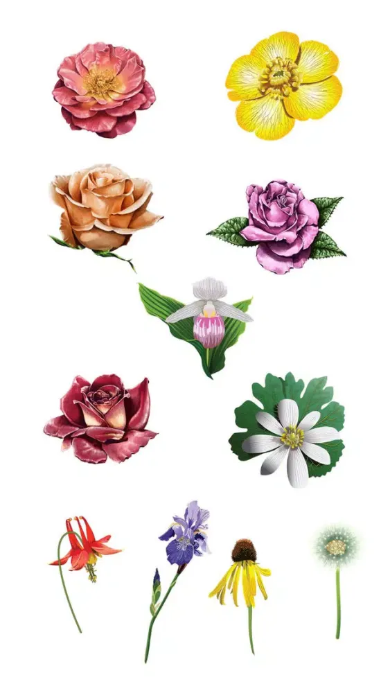 صور Roses and Flowers - Flower Art - Love, Friendship