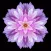 flower Wallpaper & Background for Iphone and Ipad
