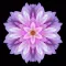 flower Wallpaper & Background for Iphone and Ipad