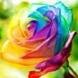 Flower Wallpapers Amazing Backgrounds & Stickers
