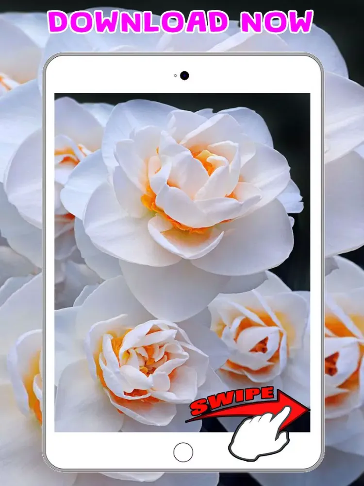 Скриншоты Flower Wallpapers Amazing Backgrounds & Stickers iPad 