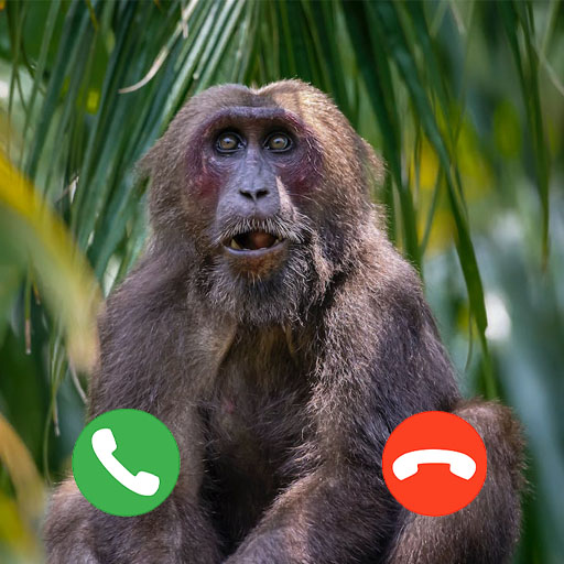 Call From Monkey Prank