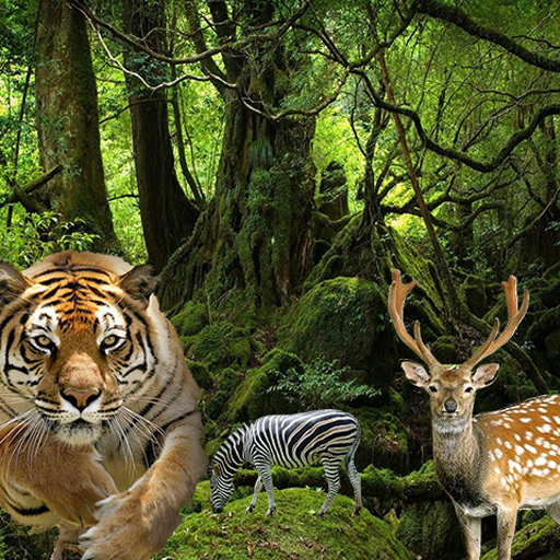 Angry Leopard - Chase Animals Angry Leopard - Chase Animals
