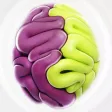 Cerebral hemispheres: how do you use your brain?