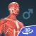 Human body (male) 3D