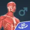 Human body (male) 3D