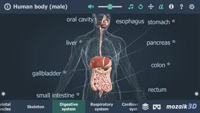 Скриншоты Human body (male) 3D