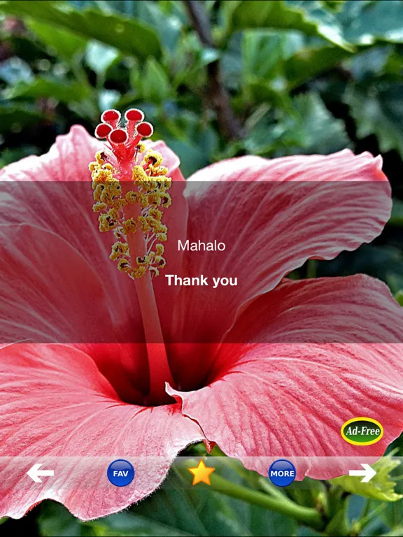 Hawaiian Words & Phrases! Hawaii Dictionary and Casual Language Translation Guide iPad  Screenshots