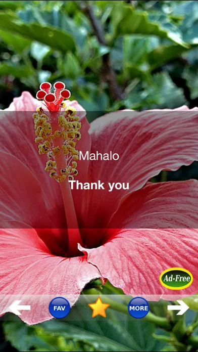 Hawaiian Words & Phrases! Hawaii Dictionary and Casual Language Translation Guide Screenshots